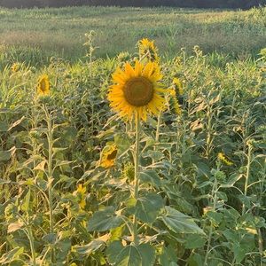 Meet your Posher, Dennis